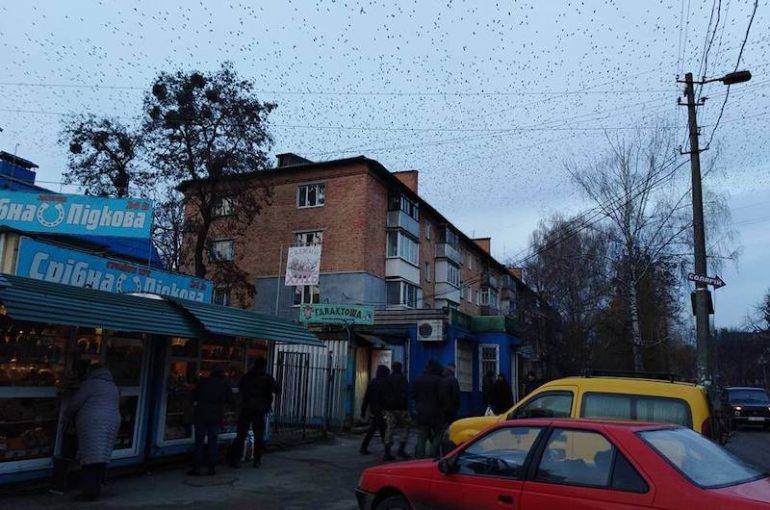 Антиалкогольний рейд у Білій Церкві